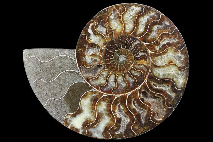 Polished Ammonite Fossil (Half) - Agatized #67901